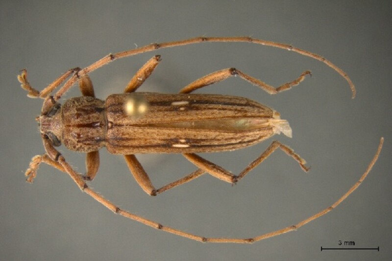 long horn beetle