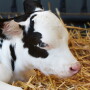 Sick Holstein Calf