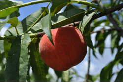 Growers expect a good crop of Florida peaches this spring.