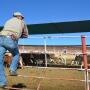 A Mexican cattle broker looks at a group of spayed heifers before they cross the U.S.-Mexico border at Nogales, Sonora, Mexico.