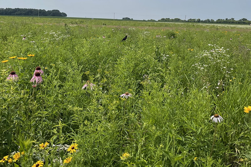 Valent BioSciences LLC formally dedicated a new prairie park and solar field adjacent to its manufacturing facility in Osage, Iowa, on June 24. 