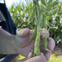 The 31st Pro Farmer Crop Tour is underway.