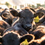 Angus calves