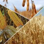 The acreage mix matters to the market, but not to a farmer's marketing plan. 