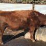 Cow with lice