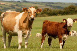 Ohio_Beef_Cattle