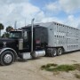 Cattle_Trailer