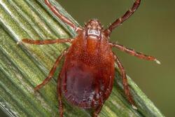 Longhorn tick