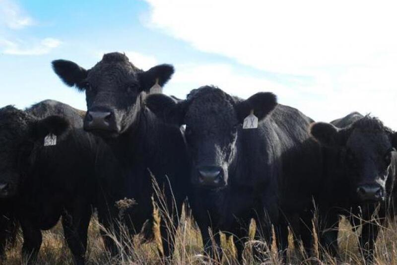 Dry Conditions. Unabated cow slaughter. Record Prices. This list of known factors weighs on the unknowns of the future to be seen in the cattle markets and industry. Scott Brown shares insight to what we may see in the coming months.