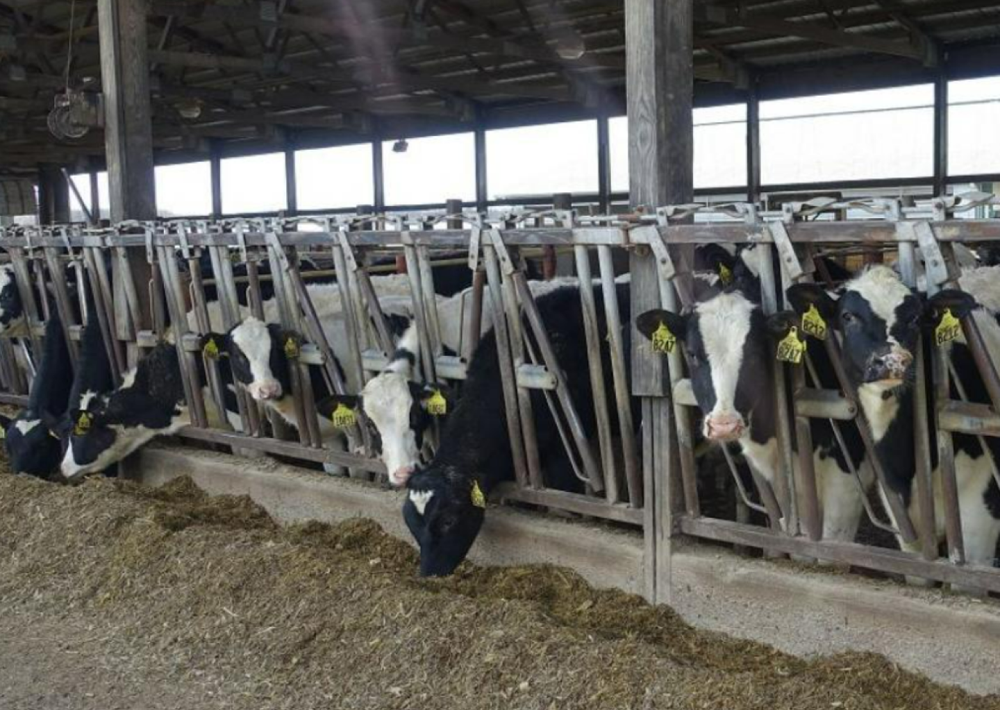 dairy heifers