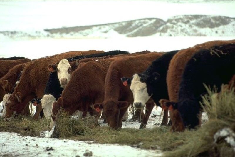 CattleFax cows.jpg