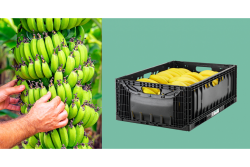 ifco banana