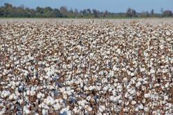 A technological push steered by Cotton Incorporated aims to deliver automated harvest via fleets of swarm robots within 10 to 15 years.