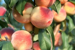 peaches