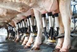 Milkers_Adobe Stock