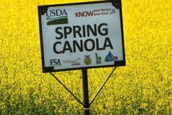 canola_know_your_farmer_courtesy_Lewiston_Tribune