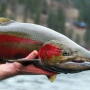 Steelhead