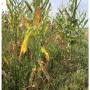 Drought-stressed corn will vary in forage quality. 