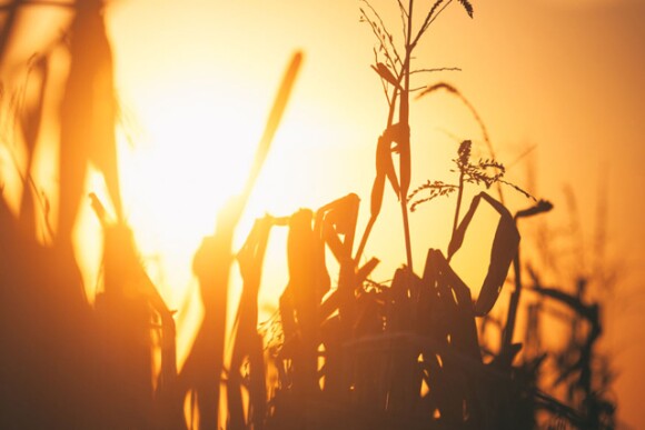 corn_harvets_sunset.jpg