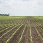 Hail damaged field in central Illinois.