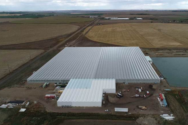 The expanded greenhouse in Redcliff, Alberta, shipped out its first tomatoes-on-the-vine for the winter season.