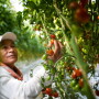 Greenhouse growers communicate with consumers
