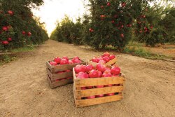 The quality of the pomegranates from Pom Wonderful this season should be “excellent,” says Charlotte Mostaed, director of marketing. From March through July, Pom Wonderful experienced a 19% rise in dollar sales in the grocery channel, she says.