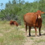 BT_Texas_Cattle