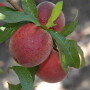 Florida Peach Harvest