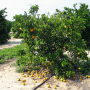 Once a tree is severely infected with huanglongbing, it will experience premature and excessive fruit drop, like this tree in a California grove.