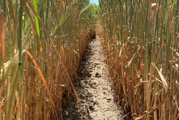 Drought-stressed wheat