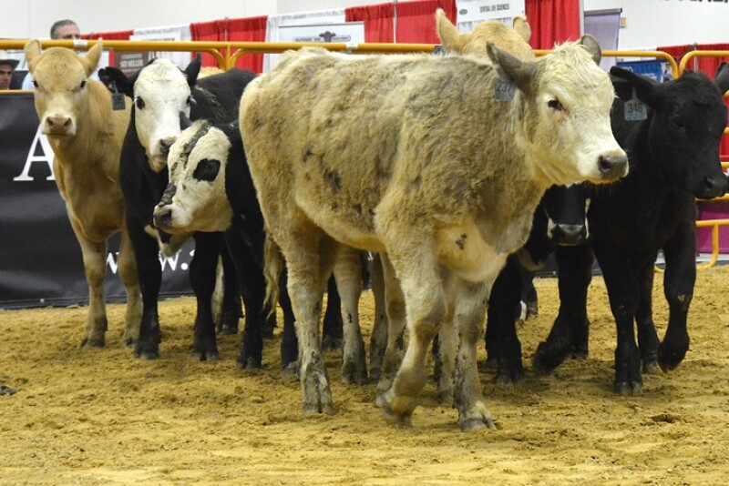 cattle