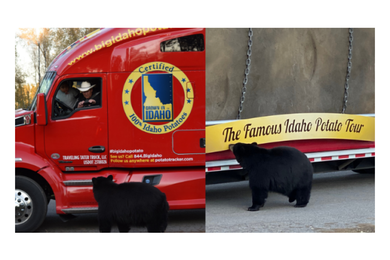 Nothing to see here. Just a bear checking out a 4-ton Idaho potato.