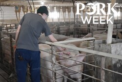 woman pets white sow in barn