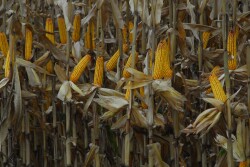 Agronomic and management decisions will be critical in 2020 to help farmers see positive returns. Pay close attention to the crop throughout the year and start thinking through potential obstacles today.