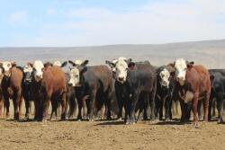 Baldie steers