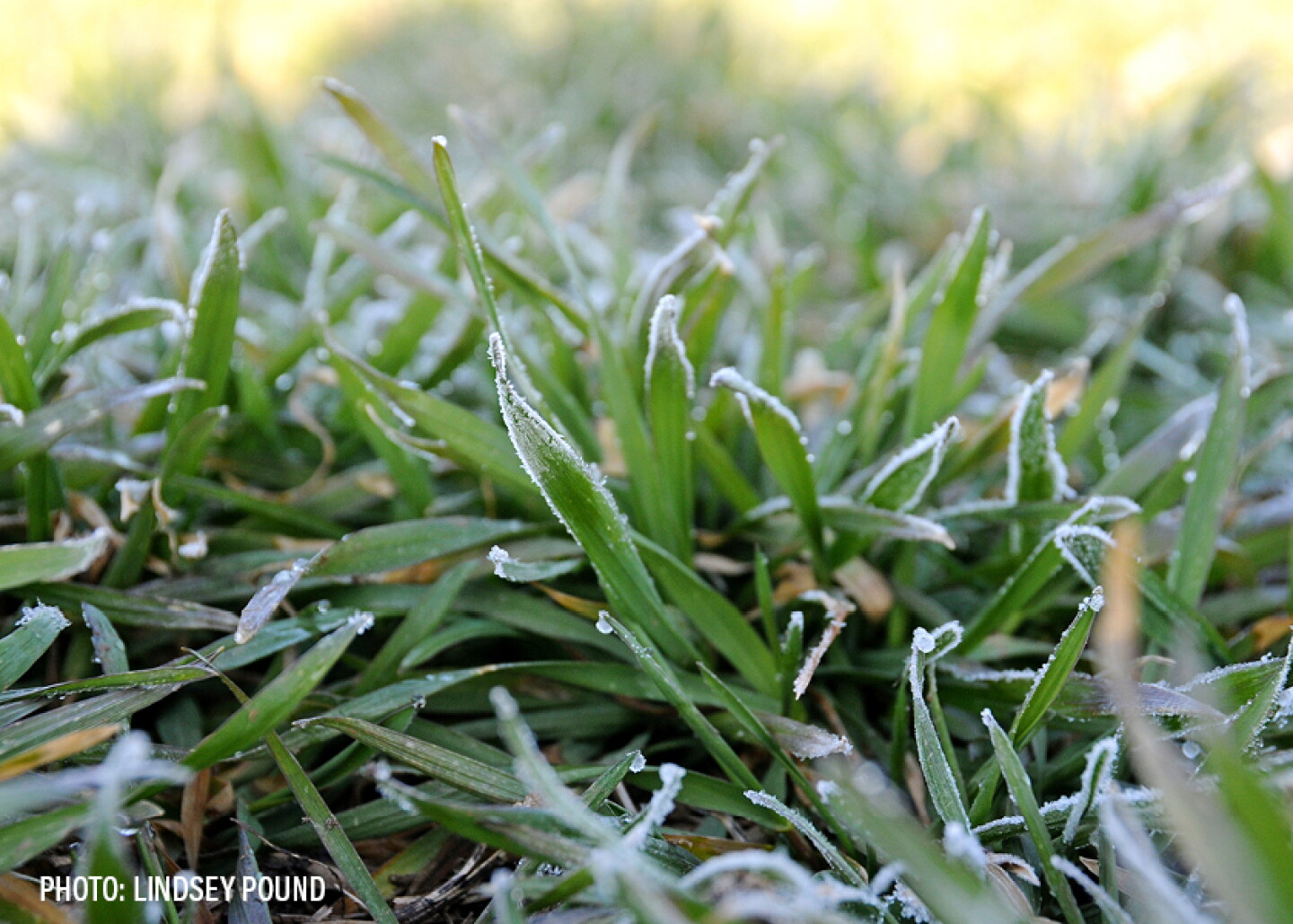 Winter wheat 