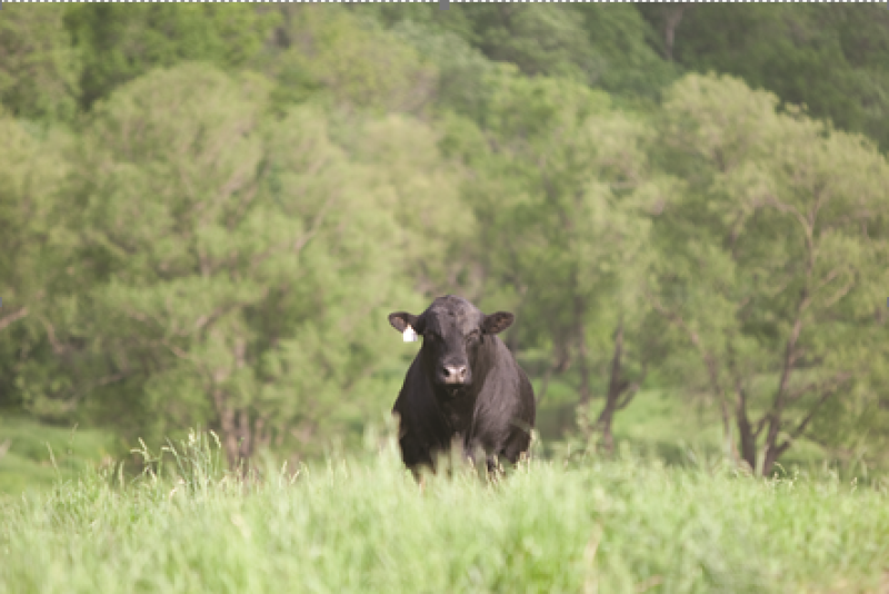 Angus bull