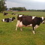 Cows on pasture.