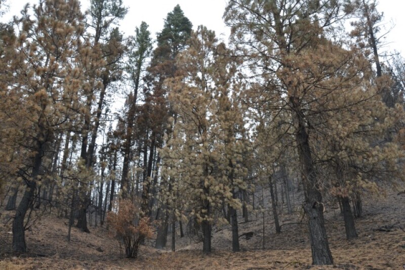 Fire_Trees