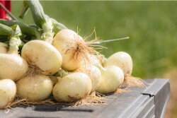 Vidalia onion season begins April 17, 2023.
