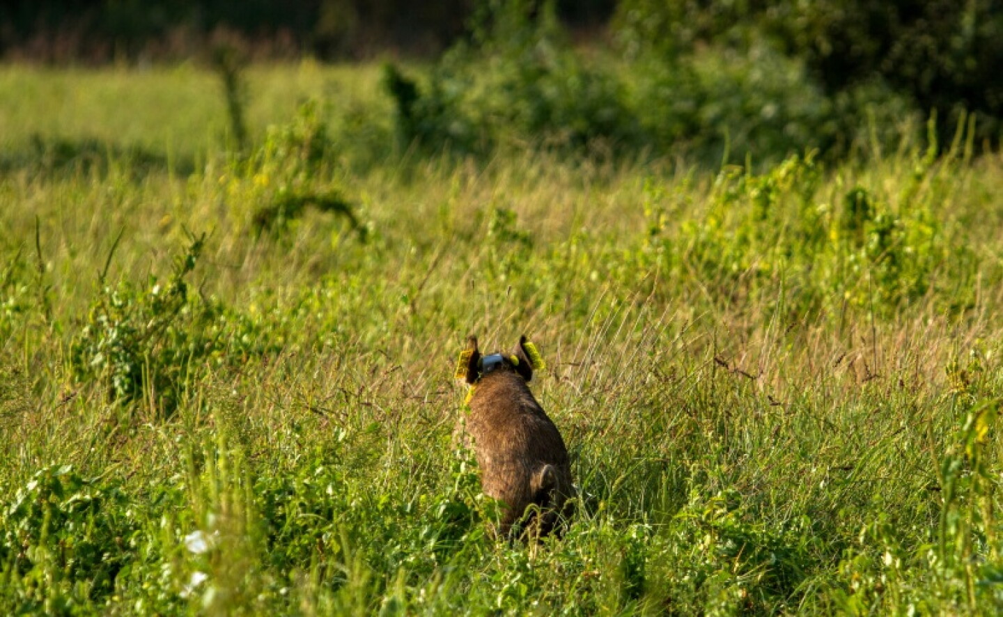 WILD%20PIG%20DIET%201.jpg