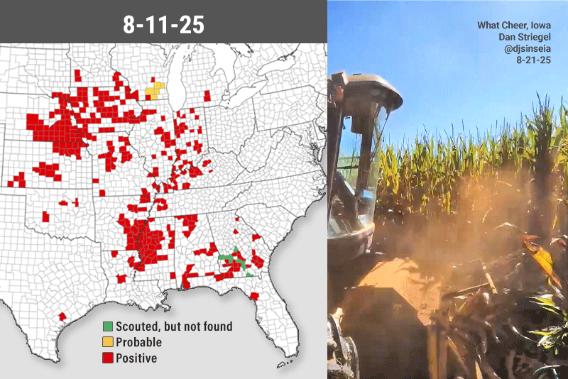 Southern Rust Set To Take Big Bite Out Of Midwest Corn Crop? - AgWeb