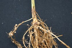 nodules on soybeans