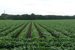 Soybeans Miss cc070114