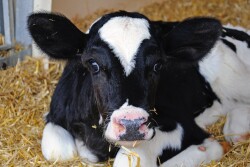 Using pain mitigation techniques when disbudding or dehorning is now the standard of care for U.S. cattle veterinary and quality assurance organizations.