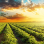 tomato field at sunset