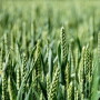 wheat-1320965-1278x799