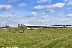 hog barn feed - Lindsey Pound