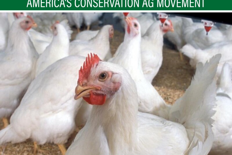 Chickens add another source of income to the Borg family farm.